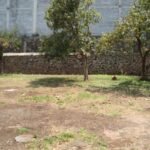 Terreno plano con árboles y barda de piedra — terreno en venta en Chamilpa, Cuernavaca